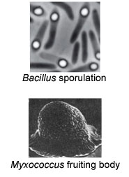 B.sporulation_Myxococcus