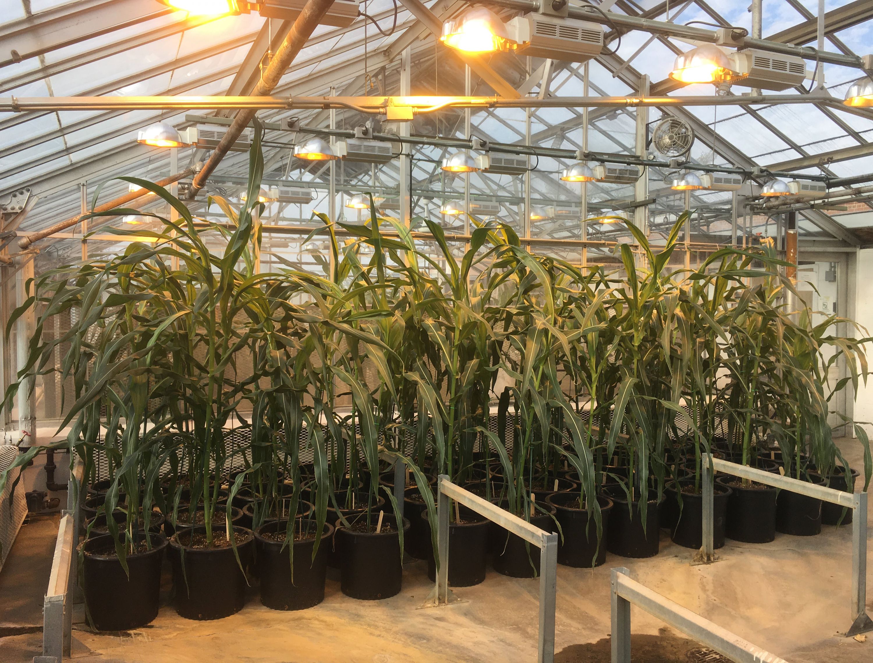 Corn in greenhouse