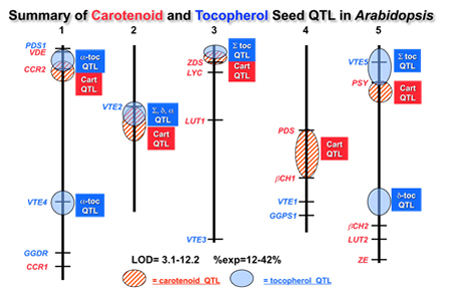 summary of carotenoid and tocopherol, QTL