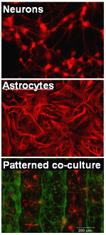 neurons-astrocytes-co