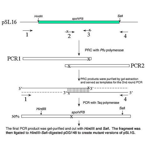 The final PCR product was gel-purified and cut with HindIII and SalI. The fragment was ligated to HindIII-SalI-digested pDG148 to create mutant versions of pSL1G