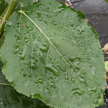 Close-up of poplar leaf with water droplets.