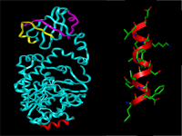 Selecting a structurally self-determinate protein epitope for monoclonal antibody production using Sequery (see Kron et al, 2008 under Publications).