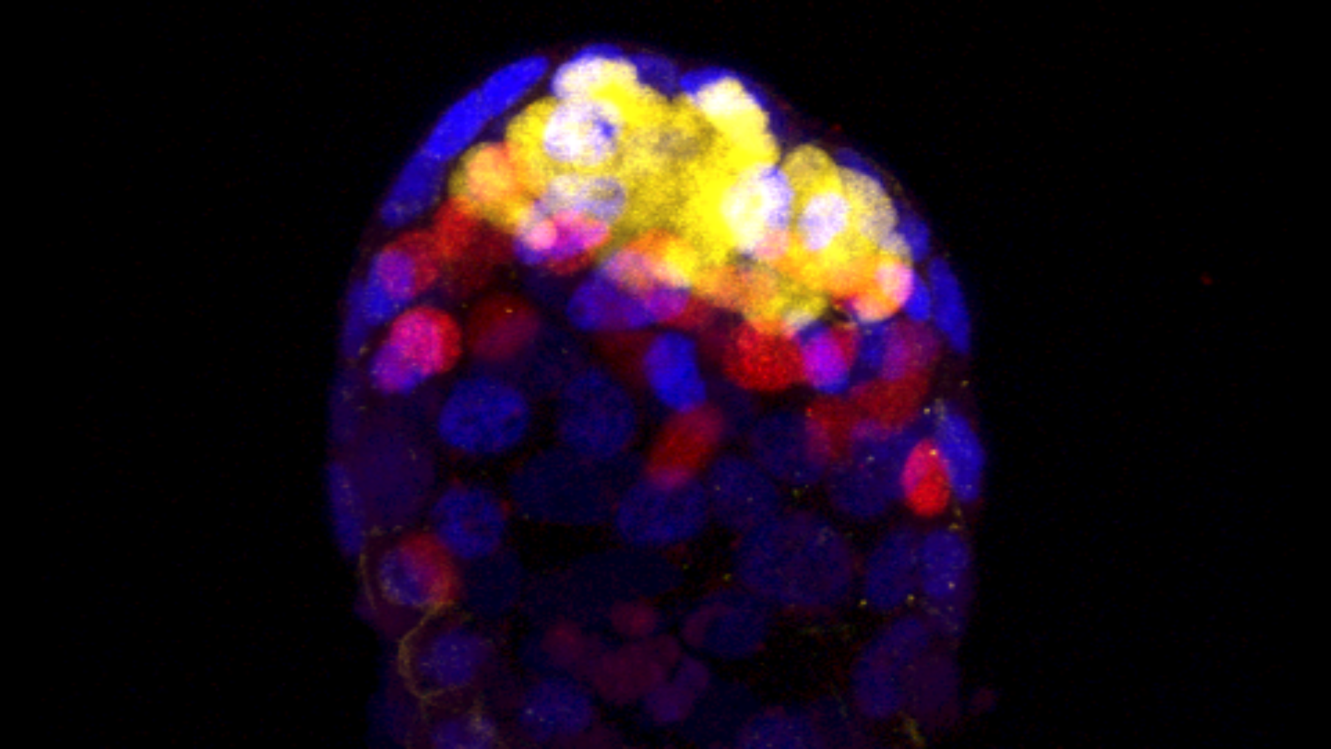 Colorful microsope slide image
