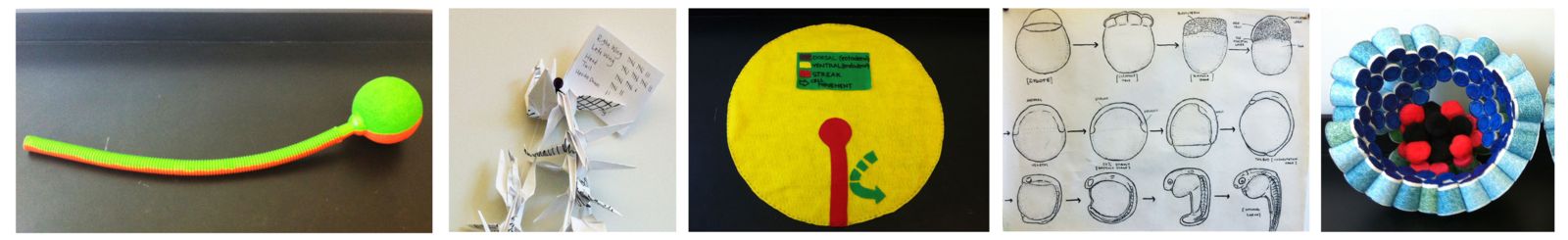 Graphic of Visual aids that illustrate central concepts in developmental biology, including some created by previous undergraduate students(left to right)
