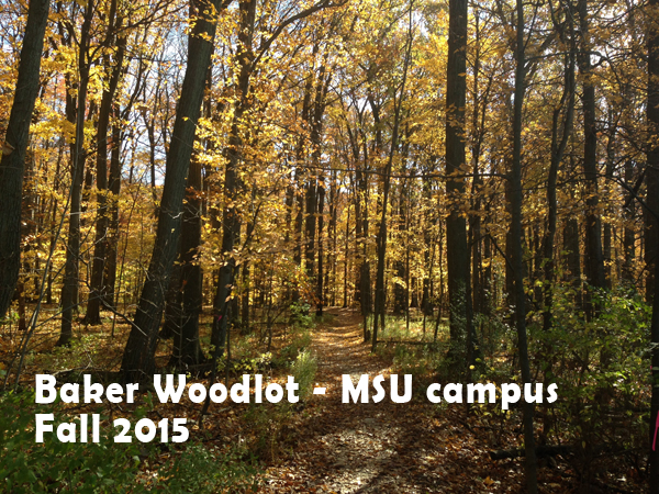 baker.woodlot.fall.2015