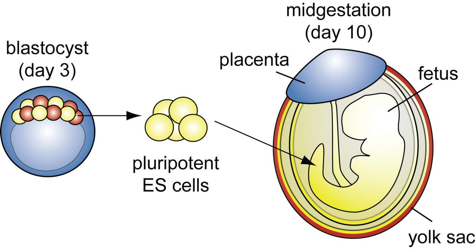 Graphic of The blastocyst contains three cell types: 1) epiblast cells (yellow), which are pluripotent and give rise to embryonic stem (ES) cells or to the fetus, 2) the primitive endoderm (red) cells that will contribute to the yolk sac, and 3) the trophectoderm (blue) cells that will contribute to the placenta. By understanding the intracellular interactions during early mouse development, we can understand how to improve fertility, birth defect prevention, and stem cell therapies.