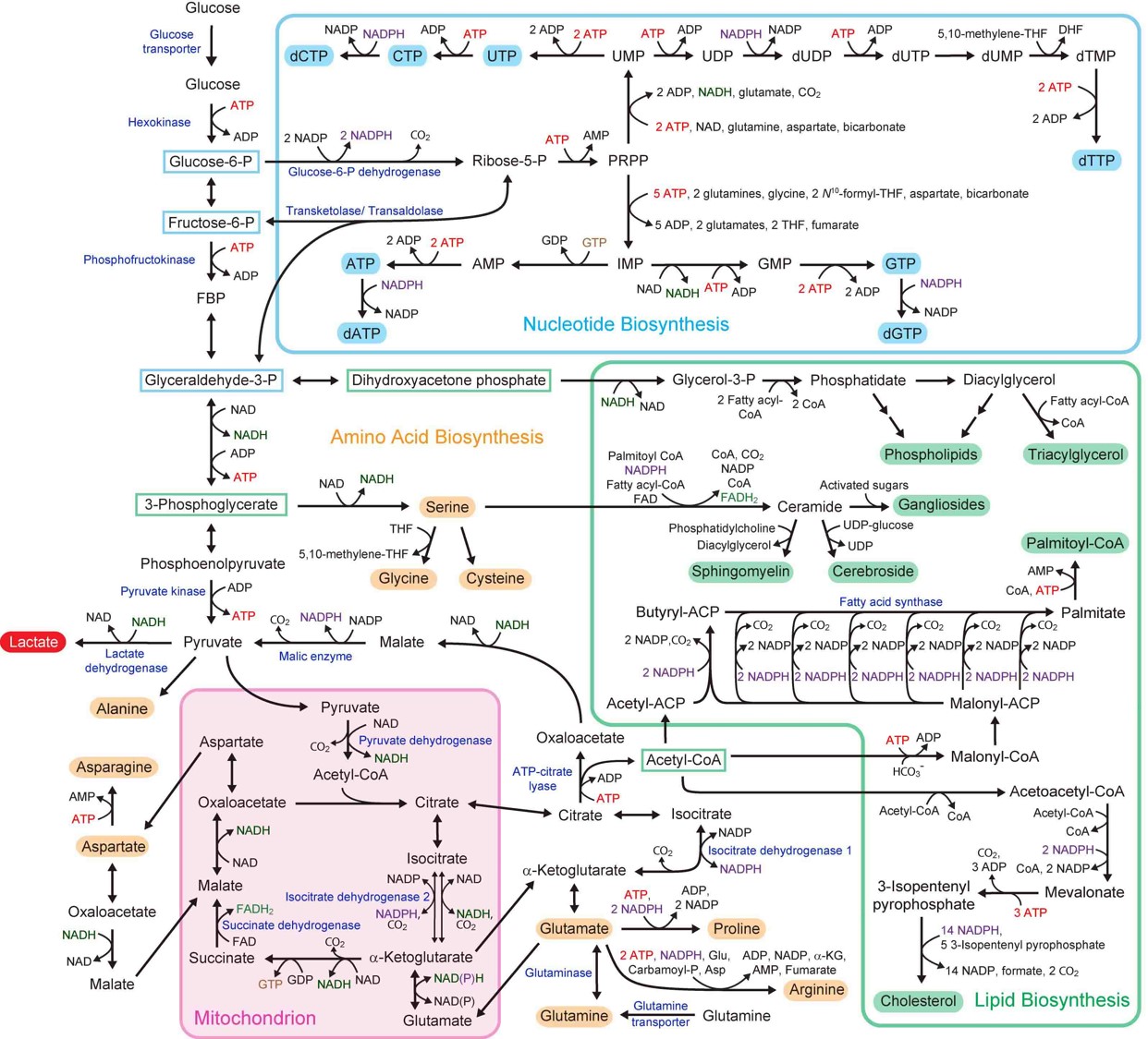 Cancer metabolism chart depicting complex formulas