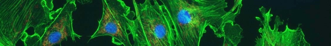 Microscopic image of green and blue Cells