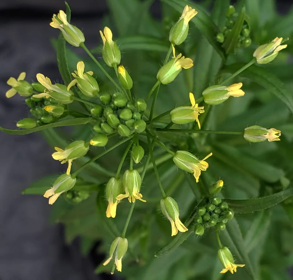 Camelina sativa has the potential to provide a sustainable source of jet fuel and help scientists better understand other crops. MSU researchers are probing the plant’s genetics to help realize that potential. Credit: Suresh Kumar Gupta