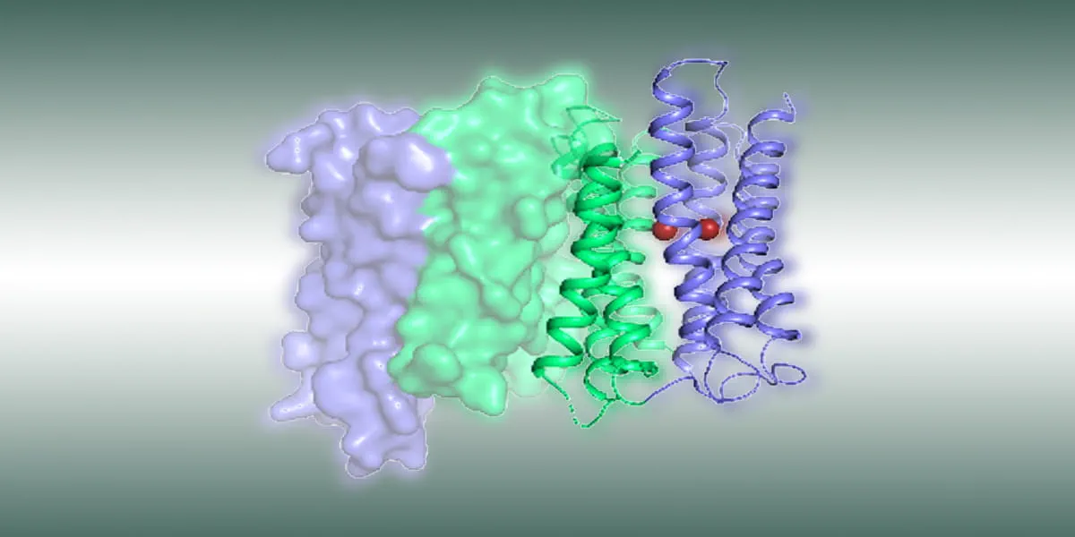 New research from Michigan State University has shown how proteins known as ZIPs transport metal into living cells. ZIPs are found across the tree of life, playing important roles in health and disease. Adapted by Zhang, Y., Jian, Y., et al. Nature Communications (2023). Licensed under CC BY 4.0.