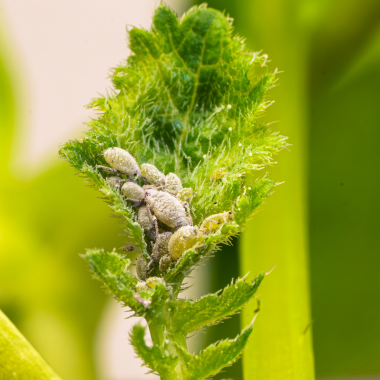 Aphids on plant leaf.