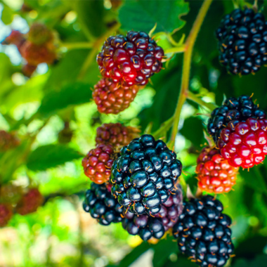 Bunches of ripe berries,