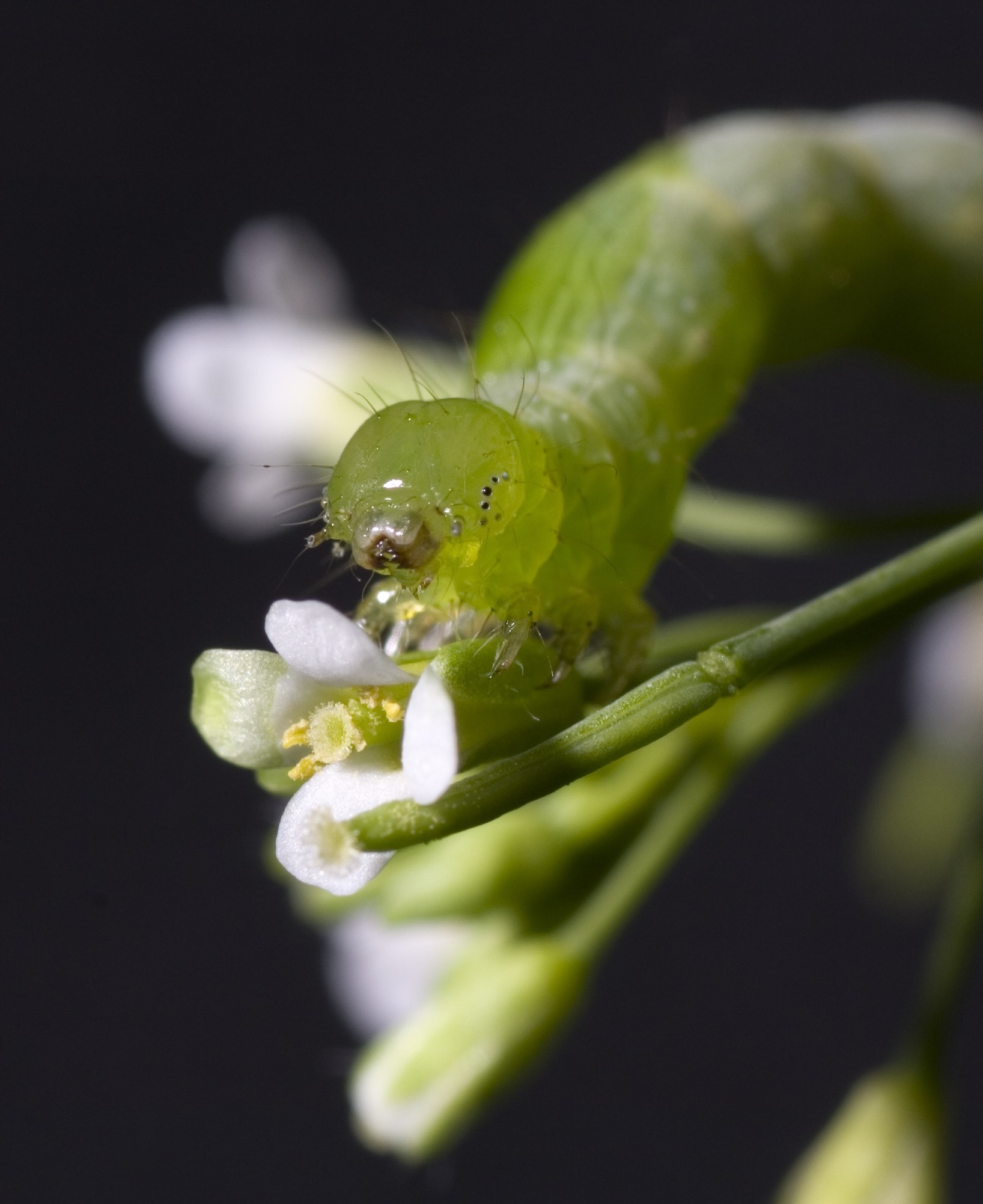 Close up of green caterpillar 