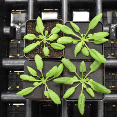 Arabidopsis