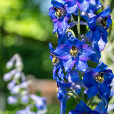 Purple larkspur in Beal Botanical Garden.