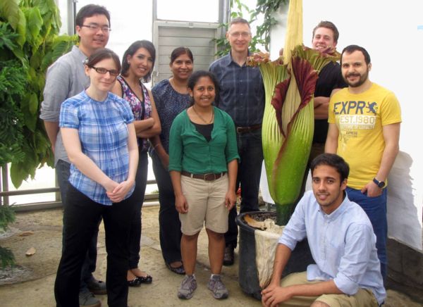 Corpse flower photo