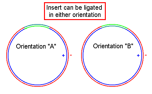 Insert can be ligated in either orientation