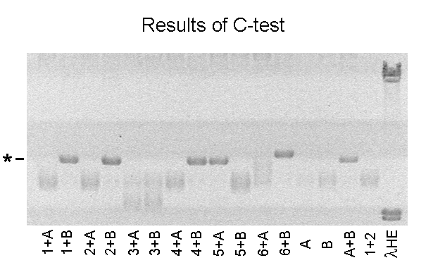 Gel with results of C-test