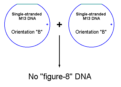Two phages with Orientation B