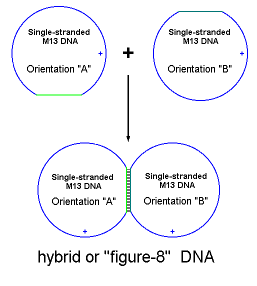 One phage with orientation A and another with orientation B