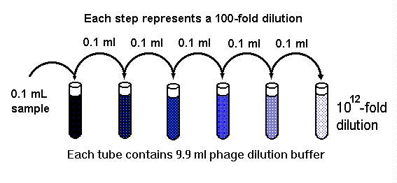 2 fold serial dilution example