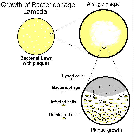 Growth of bacteriophage lamda