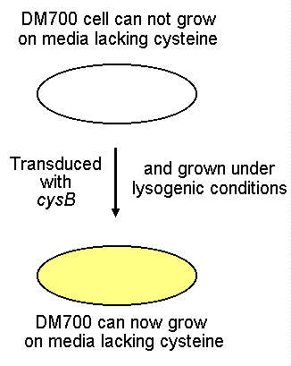 DM700 cannot grow on media lacking cysteine