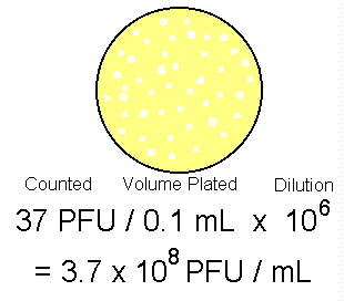 Calculating the number of PFUs (or CFUs)