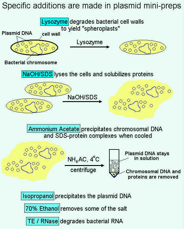 Specific additions are made in plasmid mini-preps