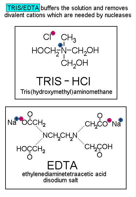 Tris/EDTA buffers the solution and removes divalent cations which are needed by nucleases