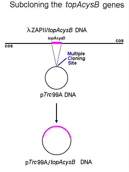 Subcloning the tipAcysB genes