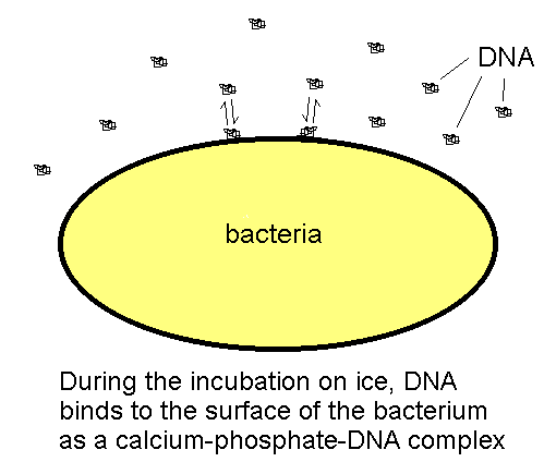 DNA binds to the surface of the bacterium as a calcium-phosphate-DNA complex