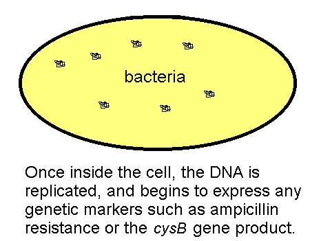 DNA replication inside a bacterial cell.