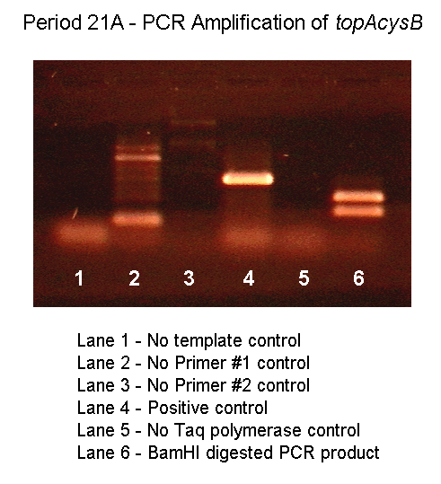 Gel showing PCR products