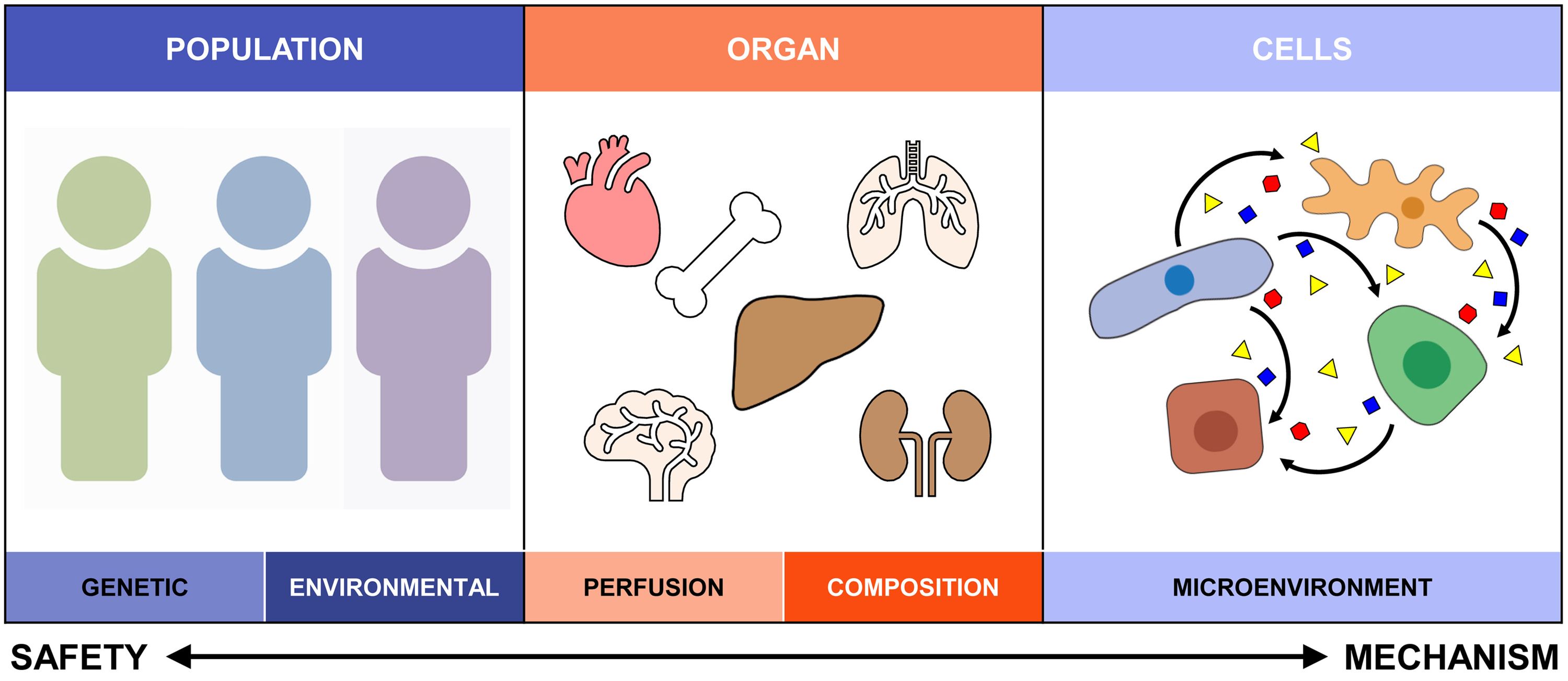 Representation showing diversity of organ and liver cells
