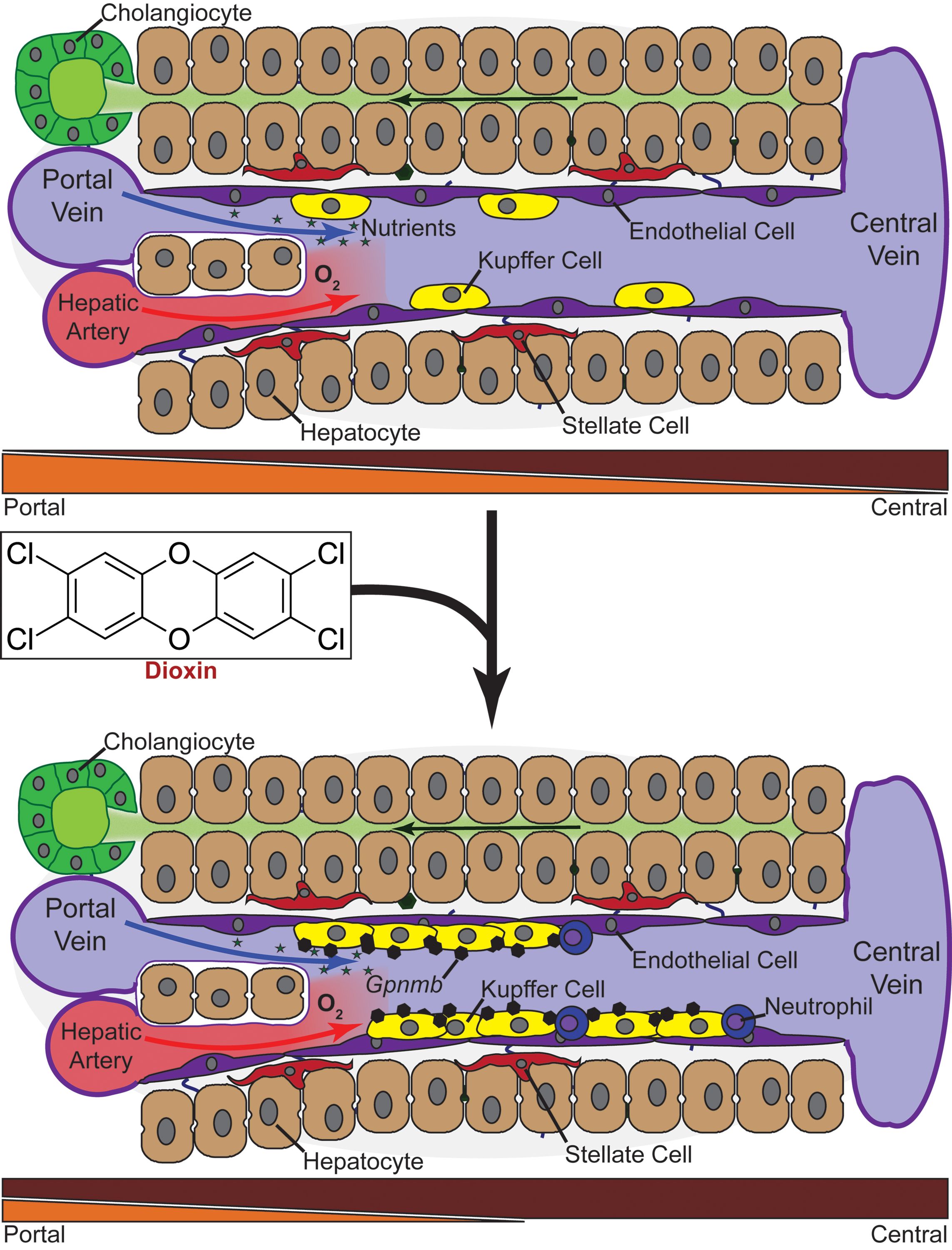 Representation of dioxin treated liver cells