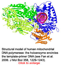 structural model of human mitochondrial DNA polymerase