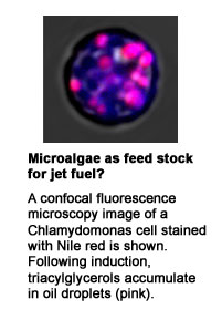 microalga