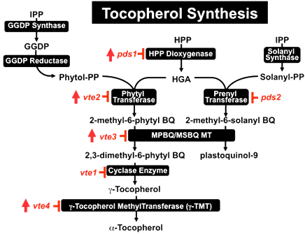 TocopherolSynthesis