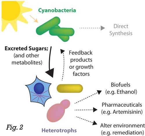 Ducat fig2 Cocultures