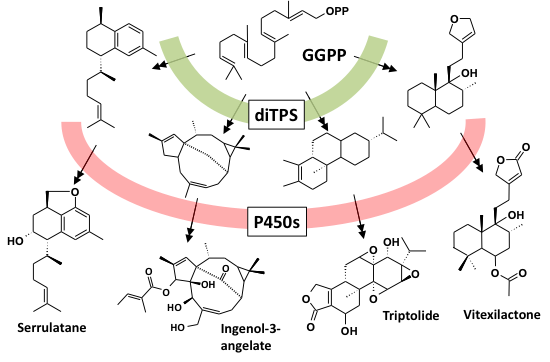 biosynthetic routes