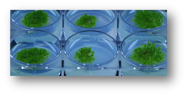 tissue culture