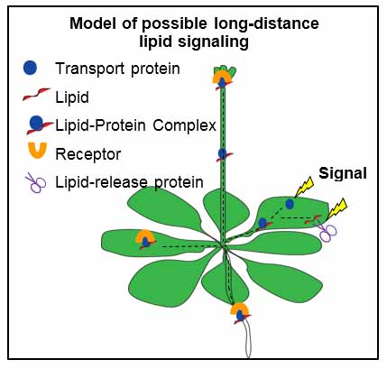 Models of possible long-distance lipid signaling