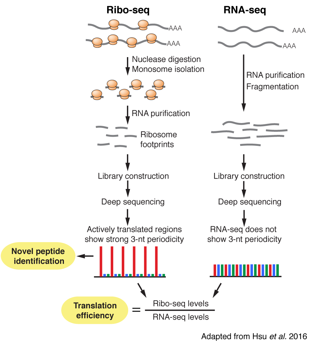 Current Research - Biochemistry and Molecular Biology