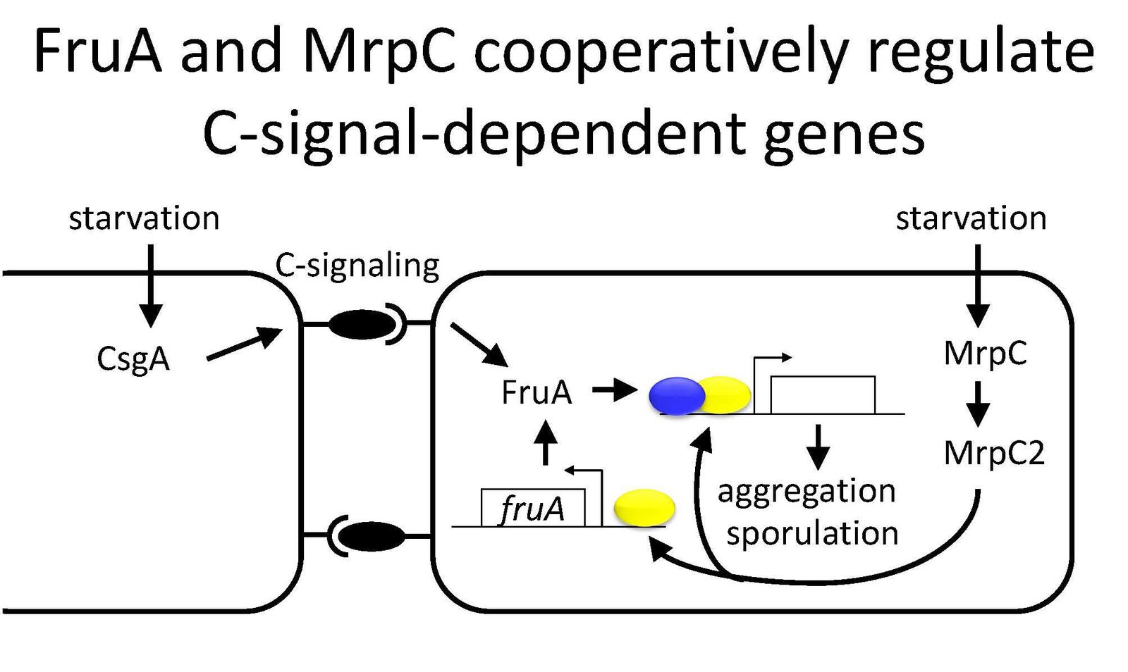 Fig. 5. C-signal-dependent gene regulation. Expression of CsgA and MrpC increase in starving M. xanthus cells. CsgA is cleaved by a protease at the cell surface, where it is believed to act as the C-signal, although a receptor has not been identified. C-signaling requires close proximity (possibly contact) between cells and leads to activation of FruA, which is produced in response to MrpC2. Activated FruA and MrpC2 bind cooperatively to promoter regions of genes involved in aggregation and sporulation. MrpC2 is derived from MrpC by proteolytic cleavage. MrpC binds to the endoribonuclease toxin MazF, preventing programmed cell death in a minority of the cells, which form spores.