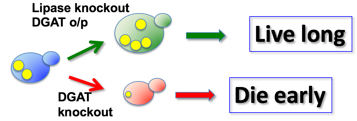 Lipase knockout figure