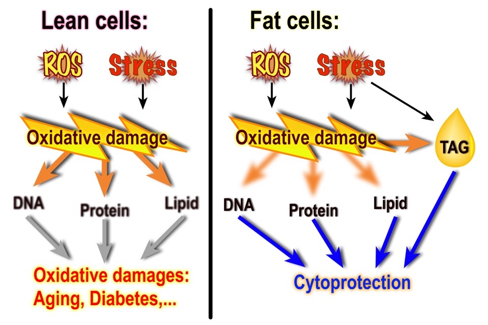 Lean cells vs fat cells figure