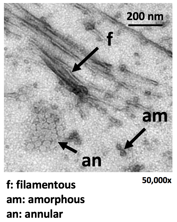 Morphology figure