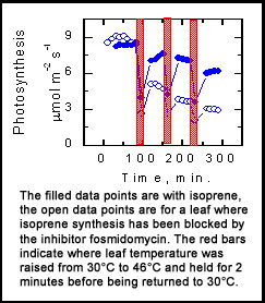 photosynthesis